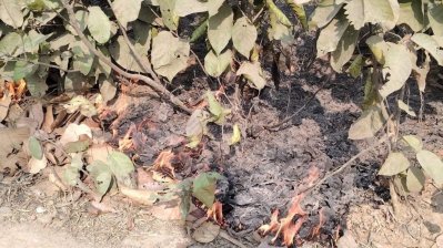 ভাওয়াল বনাঞ্চলের বিভিন্ন স্থানে আগুন, অস্তিত্ব সংকটে জীববৈচিত্র্য