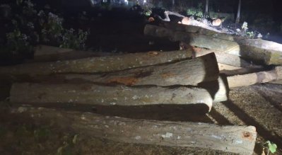 কাওরাইদ ইউনিয়নে বলদীঘাট বিটের আওয়াতাধীন গালদাপাড়া গ্রামের গজারি বন থেকে রাতের আঁধারে গজারি গাছ কেটে নিয়ে যাচ্ছিল বনখেকোরা