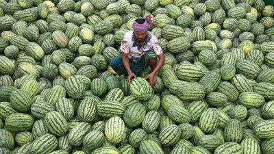 তরমুজে ভরে গেছে রাজধানীর বাজার