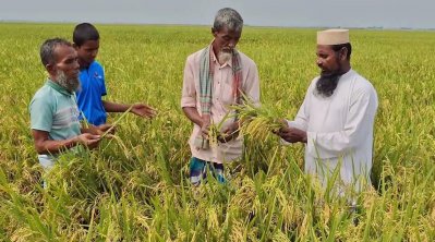 পাকা ধান কাটার চেষ্টা করলে নষ্ট হবে আধাপাকা ধান