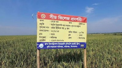 কোনোটি পেকে গেছে, কোনোটি আধাপাকা, আবার কোনোটির শীষ বের হয়নি