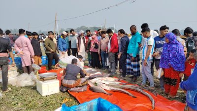 দেশের বিভিন্ন মৎস্য খামারি ও জেলেরা সারা বছর বড় মাছ সংগ্রহ করে এই মেলার জন্য প্রস্তুতি নেন