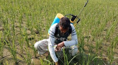 সেচের অভাবে রংপুরের কৃষি জমি ফেটে চৌচির