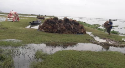 মৌলভীবাজারে পাহাড়ি ঢল ও টানা বৃষ্টিতে অন্তত এক হাজার হেক্টর বোরো ধান পানির নিচে তলিয়ে গেছে