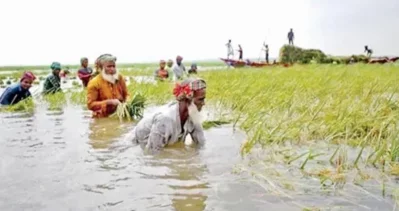 হবিগঞ্জের চার উপজেলায় অন্তত পাঁচ হাজার একর জমির বোরো ধান তলিয়ে গেছে