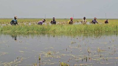 কোমর-সমান পানি, আগামী দুই-তিন দিনের মধ্যে এসব ধান না কাটলে সব পচে নষ্ট হবে