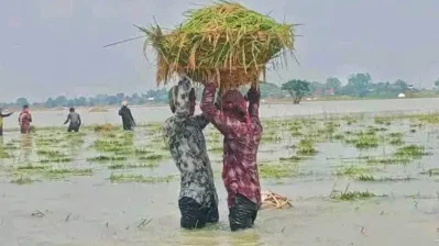 অতিবৃষ্টি ও পাহাড়ি ঢলে ডুবে গেছে সুনামগঞ্জের ২০টি হাওরের অন্তত ১০ হাজার হেক্টর জমির ধান