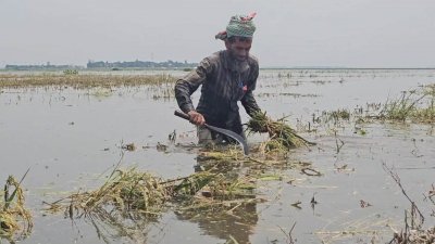 পাকা ফসল পানির নিচে তলিয়ে যাওয়ায় কষ্টের কথা জানালেন অষ্টগ্রাম হাওরের কৃষক কামরুল ইসলাম