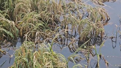 ডুবেছে কিশোরগঞ্জের হাওরের ধান, দিশেহারা কৃষক