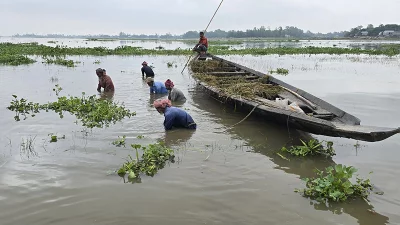 তলিয়ে যাওয়া ধান বহু কষ্টে কাটছেন কৃষক