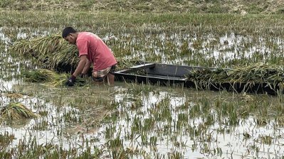 সুনামগঞ্জে পানিতে ডুবে থাকা ধান কাটছেন কৃষক