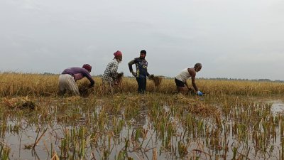 বছরের একমাত্র ফসল হারিয়ে দিশেহারা কৃষক