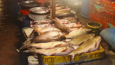 মাছ (ফাইল ছবি)