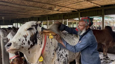 ধামরাইয়ে প্রস্তুত অর্ধ লক্ষ কোরবানির পশু, উদ্বৃত্ত ১৭ হাজার