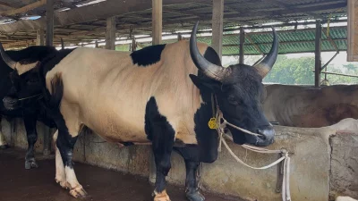 ধামরাইয়ে প্রস্তুত অর্ধ লক্ষ কোরবানির পশু, উদ্বৃত্ত ১৭ হাজার