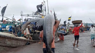 বাংলাদেশের নদ-নদী ও সমুদ্রে সবমিলিয়ে ৭৩৫টির বেশি প্রজাতির মাছ পাওয়া যায়