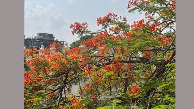 রক্তরাঙা কৃষ্ণচূড়া ফুলে রঙিন ক্যাম্পাস 