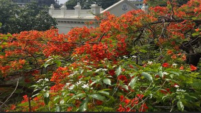 জবির একাডেমিক ভবনের সামনে কৃষ্ণচূড়ার অনন্য সৌন্দর্য