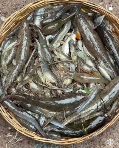 নানা প্রজাতির মাছ