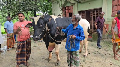 গরুটির দড়ি ধরে রেখেছেন মালিক শফিকুল ইসলাম