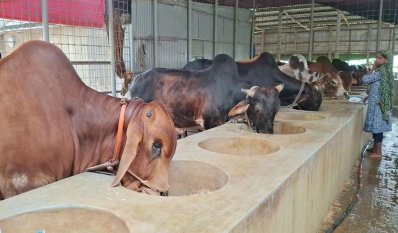 এবার সিরাজগঞ্জে প্রায় ১৭ হাজার খামারে কোরবানির জন্য প্রস্তুত করা হয়েছে ৬ লাখ ১৭ হাজার ৭২৩টি গবাদিপশু