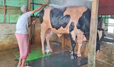 কয়েকটি খামার ঘুরে দেখা যায়, কোথাও গরুর খাদ্য মাপছেন খামারিরা, কোথাও চলছে গোসল ও পরিচর্যা