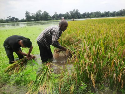 দিশাহারা হাজারো কৃষক, বলছেন এমন দুর্ভোগ আর পোহাতে হয়নি