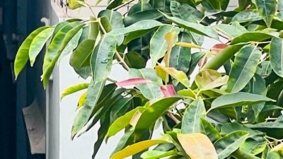হালকা বৃষ্টিতে গাছের পাতার সজীবতা। মোহাম্মদপুরের চাঁদ উদ্যান এলাকা থেকে তোলা।