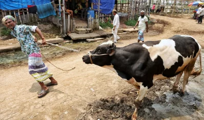 গাবতলী হাটে কোরবানির পশু আসতে শুরু করেছে