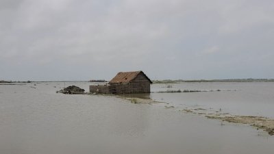 বৃষ্টি আর উজানের ঢলে তলিয়ে যায় প্রায় ১৫ হাজার হেক্টর জমির বোরো ধান