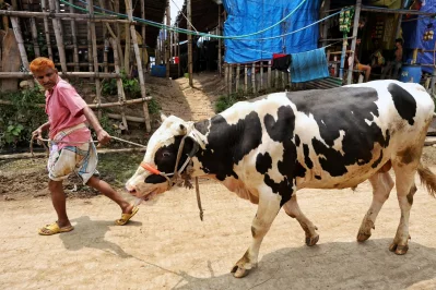 কোরবানির পশু হাটে এনেছেন এক ব্যবসায়ী
