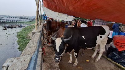 পোস্তগোলা পশুর হাট। ছবি:বাংলা ট্রিবিউন