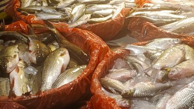 মাছ-বাংলা ট্রিবিউন