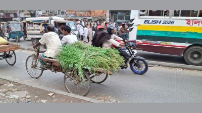 গো-খাদ্যের অস্থায়ী ও মৌসুমি বাজার (ছবি বাংলা ট্রিবিউন) 
