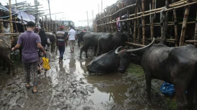 কাদা পানিতে একাকার গাবতলী পশুর হাট।
