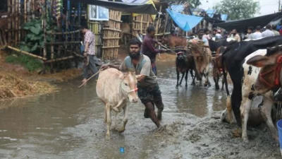 গাবতলী হাটে জলাবদ্ধতায় বিপাকে পশু মালিকরা।