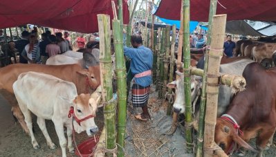 গরু কিনতে গিয়ে কাদায় লুটোপুটি, গাবতলী হাটে চরম ভোগান্তি