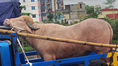 ভাইরাল ‘ডোনাল্ড ট্রাম্পকে’ বিক্রি নিয়ে মালিকের মিথ্যাচার, রাজকীয় বিদায়