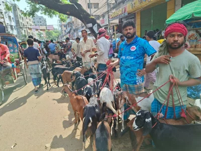 কোরবানির হাটে ছাগলে ‘পাগলপ্রায়’ ব্যবসায়ীরা