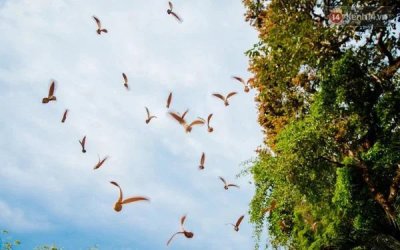 প্রকৃতির এক অদ্ভুত বেঁচে থাকার লড়াই ‘হেলিকপ্টার ফল’