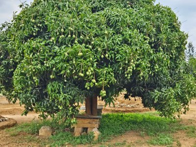 আম গাছের প্রতীকী ছবি: পেক্সেলস
