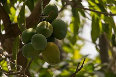 আমপ্রেমীদের জন্য ৬টি ‘স্বর্গরাজ্য’
