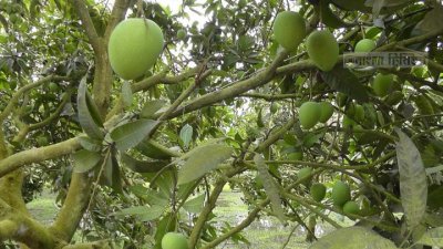 এ বছর ২০০ কোটি টাকার হাঁড়িভাঙা আম বিক্রির আশা করছেন কৃষি কর্মকর্তারা