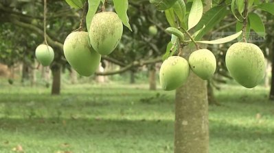 এই আম চাষে অনেকের ভাগ্য বদলে গেছে। হয়েছেন স্বাবলম্বী