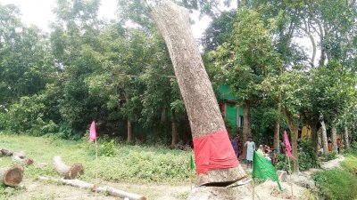 গাছটির অবশিষ্ট অংশ আবার সোজা হয়ে দাঁড়িয়ে যায় বলে স্থানীয়দের মধ্যে ব্যাপক আলোচনা শুরু হয়