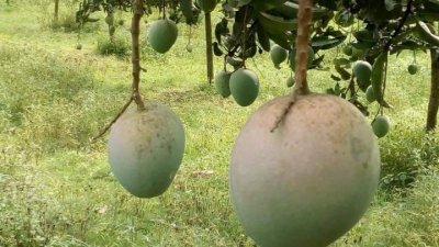 রংপুরের &lsquo;হাঁড়িভাঙা&rsquo; জাতের আমের সুখ্যাতি এখন দেশের গণ্ডি পেরিয়ে বিশ্বের বিভিন্ন প্রান্তে ছড়িয়ে পড়েছে