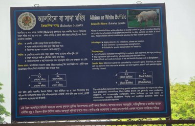 চিড়িয়াখানায় ভালো আছে মহিষ ‘ট্রাম্প’, অপপ্রচারের অভিযোগ পরিচালকের