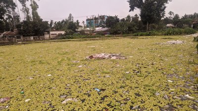 মারাত্মক দূষিত হয়ে পড়েছে পুকুরের পানি