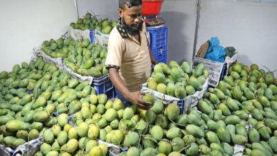 জাতীয় ফল মেলায় আমের সমাহার।