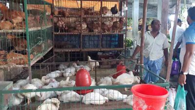 মুরগি_বাংলা ট্রিবিউন